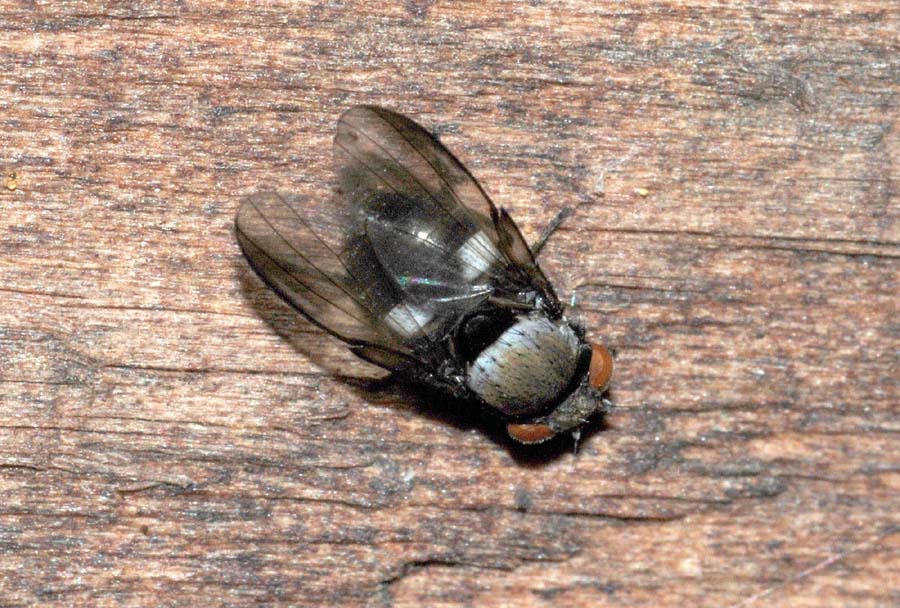 Milichia speciosa